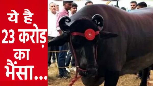 पुष्कर मेले का स्टार बना 1500 किलो का भैंसा 'अनमोल', जी रहा है लग्जरी जीवन, कीमत जानकर उड़ जाएंगे होश