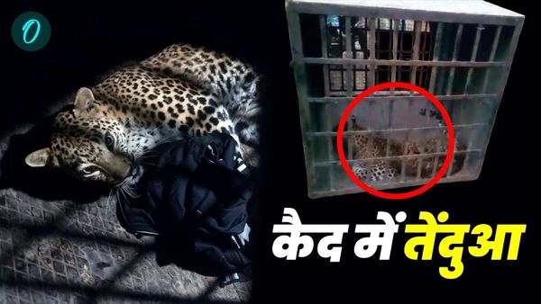 जो सामने आया उसपर अटैक! खौफ ऐसा कि तेंदुए का रेस्क्यू करने के लिए बुलाने पड़े 100 जवान और दो हाथी