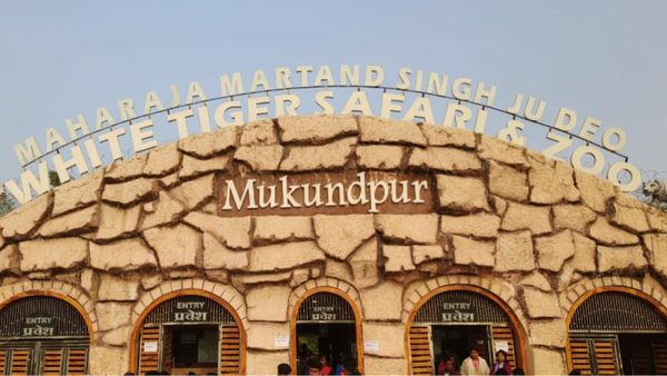 Mukundpur Tiger Reserve: मुकुंदपुर व्हाइट टाइगर में सफारी हुई महंगी, अब पर्यटकों को देना होगा इतना चार्ज