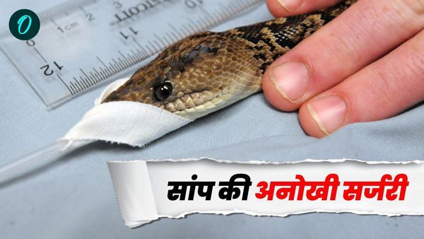 कभी देखा है सांप का ऑपरेशन? अस्पताल में 7 फीट स्नैक के लगे 9 टांके, डॉक्टरों ने अनोखी सर्जरी कर बचाई जान