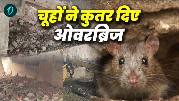 बिहार के बाद अब एमपी में चूहों ने मचाया उधम, अशोकनगर में कुतर दिए 30 साल पुराना ओवरब्रिज