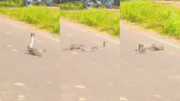 नेवले ने किंग कोबरा के घमंड पर किया हमला, लड़ाई हारने के बाद सांप ने फन नीचे कर लिया यू-टर्न, देखें video