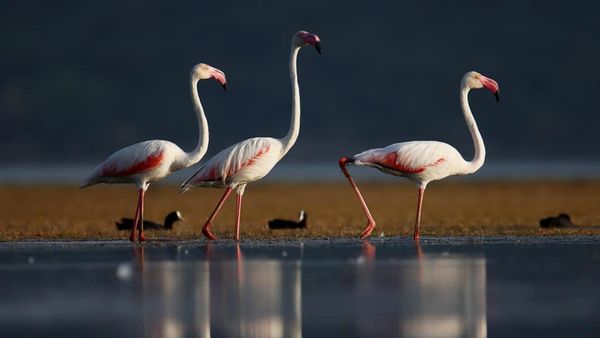 Sambhar Lake Rajasthan: क्‍या है सांभर झील, जो बन गई सैकड़ों परिंदों की कब्रगाह, यहां क्‍यों मरते हैं पक्षी?