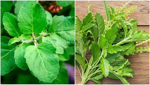 Tulsi Benefits: रोज सुबह उठकर खाली पेट खाते हैं तुलसी के पत्ते, फायदे इतने जानकर रह जाएंगे हैरान