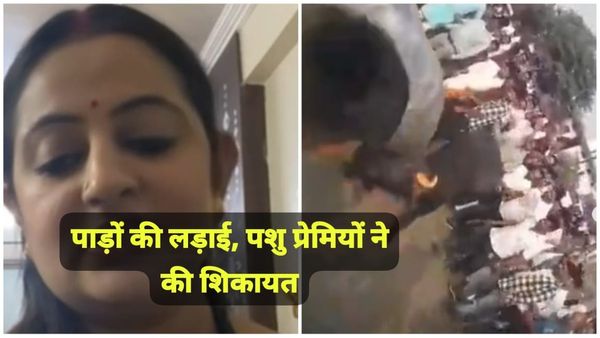 भोपाल में गोवरधन पूजा के दिन पशुओं की लड़ाई: पशु प्रेमियों की शिकायत पर पुलिस ने की कार्रवाई