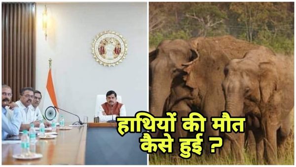 MP News: कोदो की फसल में पेस्टिसाइड के उपयोग के सबूत नहीं, फिर हाथियों की मौत कैसे हुई, CM यादव का बड़ा बयान