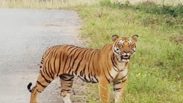 MP News: बांधवगढ़ में बाघों और हाथियों की मौतों की लापरवाही पर उठे सवाल: 3 साल में 93 टाइगर की मौत