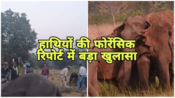 MP News: बांधवगढ़ में 10 हाथियों की रहस्यमयी मौत पर फॉरेंसिक रिपोर्ट में खुलासा, कोदो बाजरा में मिला एसिड