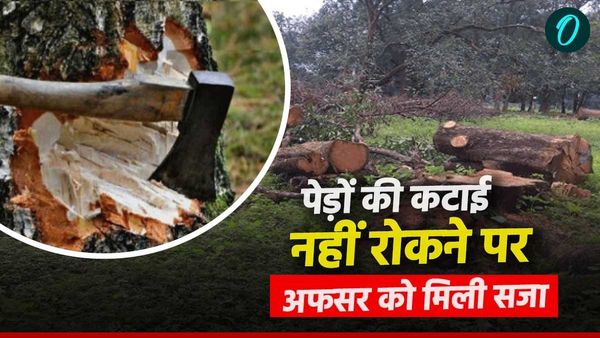 MP News: चोरल के जंगलों की अवैध कटाई: दोषी वन अधिकारी की पेंशन से वसूली, 3227 कीमती वृक्षों की कटी शाखाएं