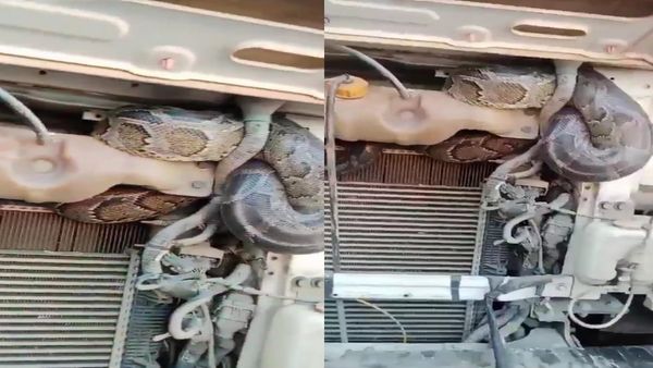 ट्रक के इंजन में छिपकर अजगर ने की UP से बिहार Bihar तक 98 किमी यात्रा, बोनट खोला तो हैरान रह गए मजदूर