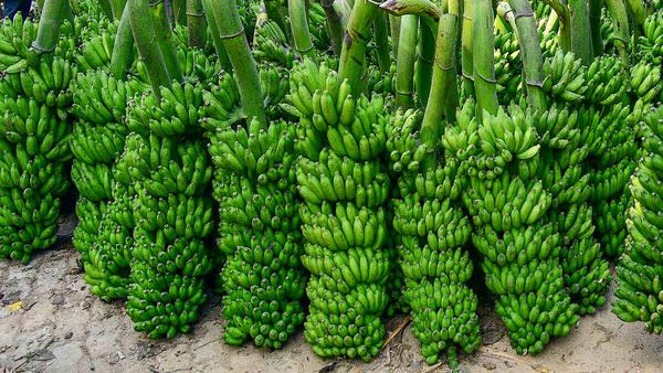 Samastipur News: केले को लेकर बंदरों के बीच हुई लड़ाई, बाधित हो गई रेल सेवा, जानिए पूरा मामला