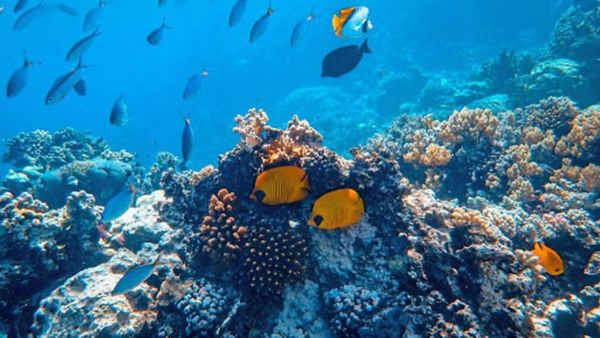 Deep sea mission: गहरे समुद्र में इंसान को भेजने की तैयारी कर भारत, जितेंद्र सिंह ने बताया कब और कैसे?