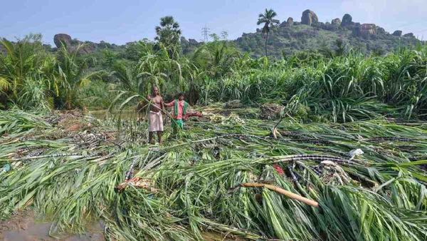 Bihar Farmers News: किसानों की बल्ले-बल्ले, इस काम के लिए 3.65 लाख का अनुदान, सरकार से आप भी ले सकते हैं लाभ