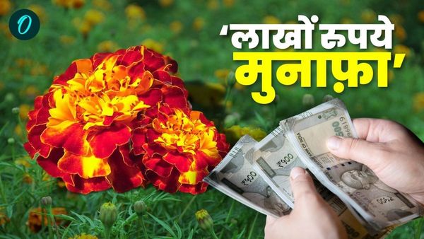 Farming Tips: फूल की खेती से 4 लाख तक का मुनाफा, नकदी फ़सल की खेती में 70% तक सब्सिडी