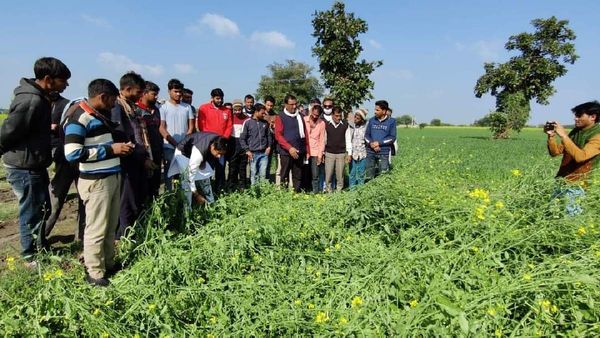 PM Fasal Bima Yojana: किसान इस दिनांक तक करा लें बीमा, फसल बर्बाद होने पर सरकार देगी मुआवजा; जाने प्रोसेस