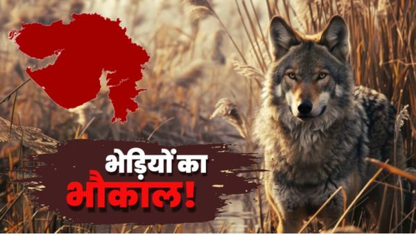 Gujarat Wolves Census: गुजरात के 13 जिलों में भेड़ियों का राज! टॉप पर भावनगर, जानें कहां कितनी आबादी?