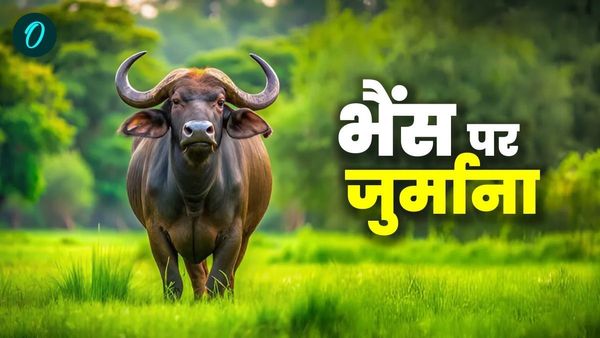 MP News: भैंस ने सड़क पर किया गोबर, जानिए क्यों मालिक पर लगा 9,000 रुपये का जुर्माना?