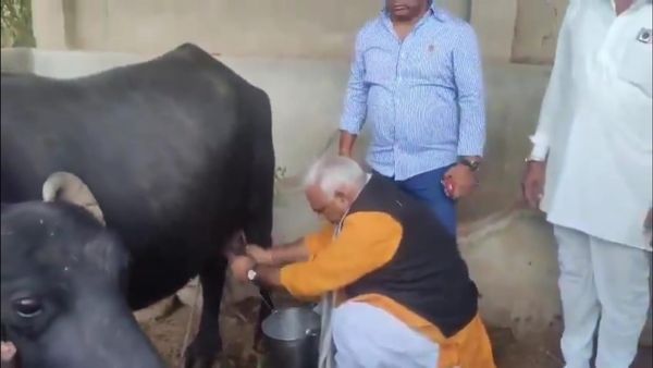राजसमंद दौरे पर भजन लाल सरकार के मंत्री, भैंस देखी तो निकालने लगे दूध, देखिए जवाहर सिंह बेढम वायरल वीडियो
