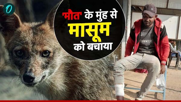 Maihar News: भतीजे को उठाकर ले जाने लगा सियार, अपनी जान जोखिम में डालकर जबड़े से खींच लाया चाचा