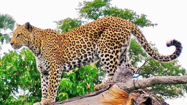 Maihar news: मैहर के नकतरा डैम में उतराता मिला तेंदुआ का शव, इलाके में हड़कंप