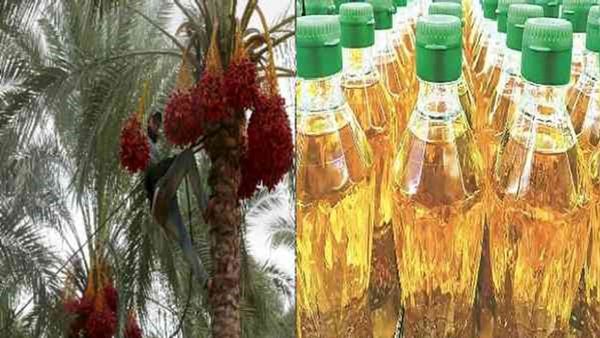 त्रिपुरा बनेगा पॉम आयल का केंद्र, 2026-27 तक बंजर भूमि को ऑयल पाम फार्म में बदलने अभियान शुरू