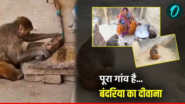 Amazing monkey! पूरा गांव है बंदरिया का दीवाना, हर घर में लगता है इसका बिस्तर, महिलाओं को भी देती है मात?