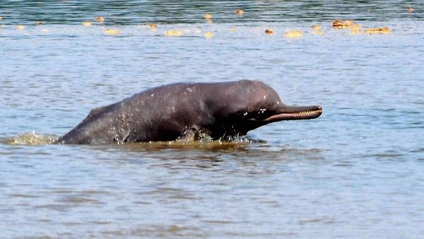 River Dolphin: भारत ने पहली बार गंगा नदी डॉल्फिन की टैगिंग का काम पूरा किया,इस राज्य में मिली सफलता