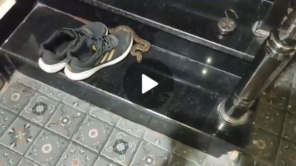 Betul News: घर में सांप दिखाई देने से मचा हड़कंप, जूते के पास बैठे रसेल वाइपर को सर्पमित्र ने किया रेस्क्यू