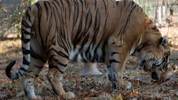 MP News: रातापानी टाइगर रिजर्व का लोकार्पण होते ही बाघिन की सड़क दुर्घटना में मौत, सरकार पर उठे सवाल