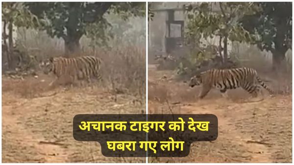 Bhopal News: साइकिलिस्ट की यात्रा के दौरान अचानक सामने आया बाघ, जंगल में शिकार होने से बचे लोग, जाने पूरी घटना