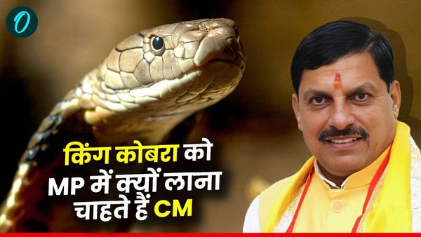 MP News: अब जहरीले सांप किंग कोबरा को वापस मध्यप्रदेश में क्यों लाना चाहते है CM मोहन यादव, बताया ये बड़ा कारण