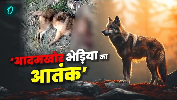 Bihar News: ‘आदमखोर भेड़िया’ ने किया नाबालिग पर हमला, ग्रामीणों ने उठाया खौफनाक कदम, जानिए पूरा मामला