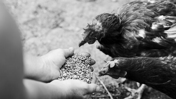 Bird Flu Death: अमेरिका में बर्ड फ्लू से पहली मौत, बढ़ा H5N1 वायरस का खतरा! जानें कैसे खुद को रखें सेफ?