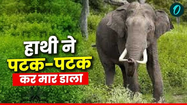 देहरादून में हाथी का आतंक,जंगल में घास लेने गए दंपत्ति को पटक पटक कर मार डाला