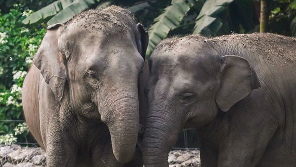 Fact Check: असम से हाथी गुजरात वंतारा ट्रांसफर की रिपोर्ट झूठी, सीएम हिमंत बिस्वा सरमा ने बताया सच