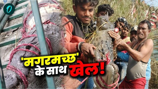 Ajab Gazab Bihar Samachar: ‘कंधे पर मगरमच्छ और खेतों की सैर’, ग्रामीणों की हरकत देख वन विभाग भी हैरान