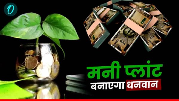 Money Plant: नहीं होना चाहते कंगाल तो कभी ना भूलें मनी प्लांट से जुड़ी ये बातें 