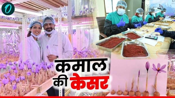 MP: बिना हवा, मिट्टी और पानी के उगाई कश्मीर जैसी केसर, डॉक्टर ने पत्नी के साथ किया कमाल
