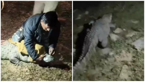 Sagar News: भाजपा के पूर्व विधायक के यहां क्या करते थे मगरमच्छ, आयकर विभाग की छापेमारी के बाद हो रहे खुलासा