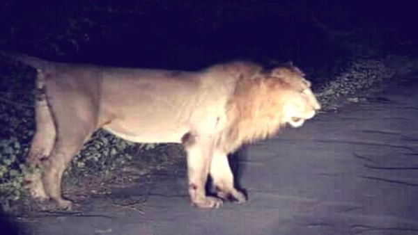 Bhopal News: भोपाल के वन विहार नेशनल पार्क में जल्द ही एशियाई शेरों के दीदार का मौका