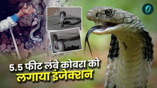 Indore News: इंदौर में 5.5 फीट लंबे कोबरा को लगा इंजेक्शन, सर्पमित्र ने की अनोखी मदद, जानिए पूरी कहानी