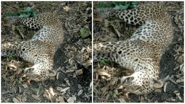 Ratlam News: रतलाम के बाजना में तेंदुआ मौत का शिकार: वन विभाग ने की जांच, बीमारी के कारण हुई मौत