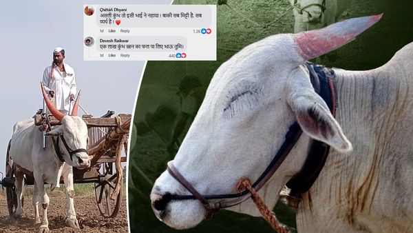 Blind Bull Farmer Story: अपने अंधे बैल की आंखें बना किसान, लोग बोल रहे-'असली महाकुंभ तो इसी भाई ने नहाया'