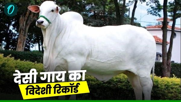 भारतीय नस्ल का दुनिया में डंका, ब्राजील में 40 करोड़ में बिककर बनी सबसे महंगी गाय, जानें खासियत