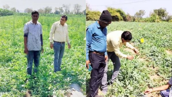 MP News: संक्रमण लगने से तरबूज की फसल हुई खराब, इस आधार पर किसानों को मिलेगा मुआवजा
