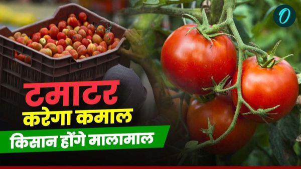 MP News: टमाटर की फसल किसान को करेगी मालामाल, कैसे होगा ये कमाल, जानिए