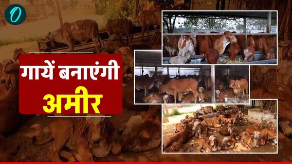 UP Cow Subsidy Scheme: गिर, साहीवाल और थारपारकर गाय बनाएंगी अमीर, यूपी सरकार दे रही 80 हजार रुपए की सब्सिडी