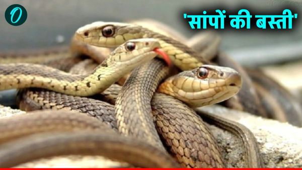 UP Snake New: रामपुर में एक घर में थी 'सांपों की बस्ती', मिले 10 जहरीले सांप, वन विभाग भी हैरान!