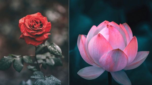 Delhi Election Result 2025: कल था रोज डे आज हुआ 'लोटस' डे