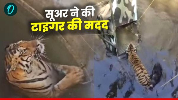 MP News: सिवनी में बाघ और सूअर के कुएं में गिरने की घटना, सूअर ने की टाइगर की मदद, तब निकला टाइगर बाहर